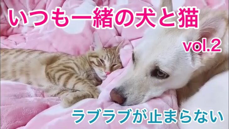 犬と猫って仲良くなるの？！　朝から晩まで何するのも一緒の犬と猫　ラブラブ１０シーン vol.2　犬と猫　【なかよし犬と猫】【保護猫　保護犬　かわいい癒やし動画】【犬と猫どっちも飼ってると毎日たのしい】