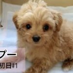 【お迎え初日】我が家に子犬がやって来た！かわいいチワプーちゃん♡#1