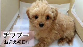 【お迎え初日】我が家に子犬がやって来た！かわいいチワプーちゃん♡#1