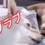 犬と猫って仲良くなるの？！　朝から晩まで何するのも一緒の犬と猫　ラブラブ10シーン vol.5　犬と猫　【なかよし犬と猫】【保護猫　保護犬　かわいい癒やし動画】【犬と猫どっちも飼ってると毎日たのしい】