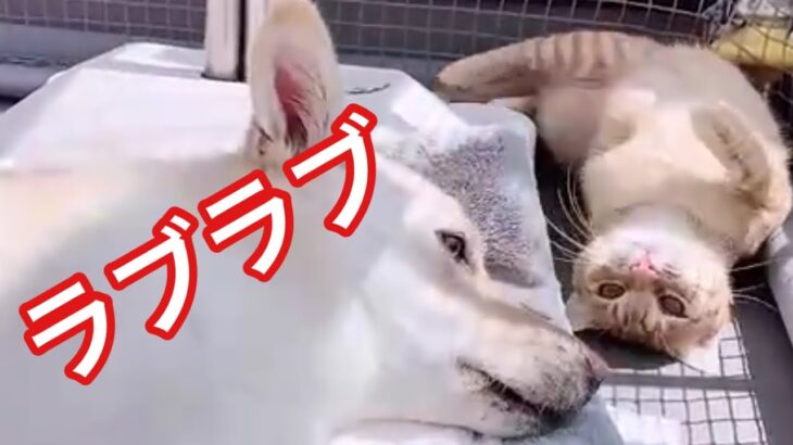 犬と猫って仲良くなるの？！　朝から晩まで何するのも一緒の犬と猫　ラブラブ10シーン vol.5　犬と猫　【なかよし犬と猫】【保護猫　保護犬　かわいい癒やし動画】【犬と猫どっちも飼ってると毎日たのしい】