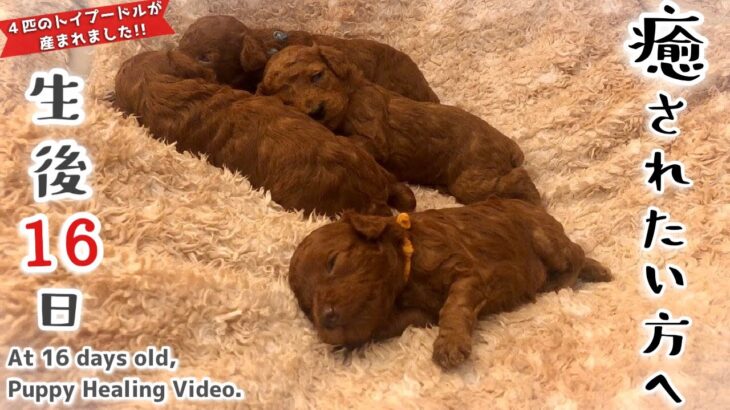 生後16日⑦【子犬の癒し】疲れた時や元気のチャージに´ᵕ ` 優しい音楽でほっとする子犬の動画。
16 days old (7) [Puppy Healing]