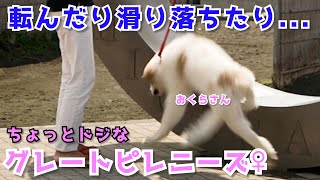 【グレートピレニーズ】ちょっとドジでかわいいおくらさん茅ヶ崎/江ノ島/鎌倉高校前をお散歩の巻き #2 【子犬/赤ちゃん】