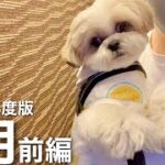 【癒し動画】シーズー犬の早朝お散歩ルーティン！（2021年7月前編）/ Shih Tzu takes a walk every morning in July.