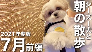 【癒し動画】シーズー犬の早朝お散歩ルーティン！（2021年7月前編）/ Shih Tzu takes a walk every morning in July.