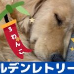 【七夕🎋】願い事叶うかな？🐶《沖縄に住む3匹のかわいいゴールデンレトリバー：大型犬　多頭飼い》ぽい。すい。子犬のぴい。