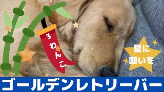 【七夕🎋】願い事叶うかな？🐶《沖縄に住む3匹のかわいいゴールデンレトリバー：大型犬　多頭飼い》ぽい。すい。子犬のぴい。