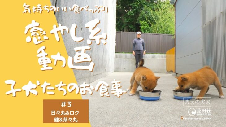 【かわいい豆柴の食事タイム】子犬のお食事シリーズ＃3【柴犬ブリーダー・柴犬の実家・芝田荘】