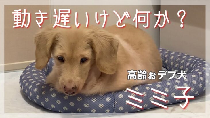 #79 肥満犬ののんびりライフ！[ミニチュアダックス]