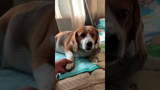 【ドラえもん犬】タケコプターを装着したビーグル犬・・・Healing/dog　癒し/犬　ビーグル/BEAGLE　セラピー犬