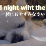 チワワが眠っている癒し動画です。It is a  healing video where Chihuahua is sleeping.　。Please spend a calm time.