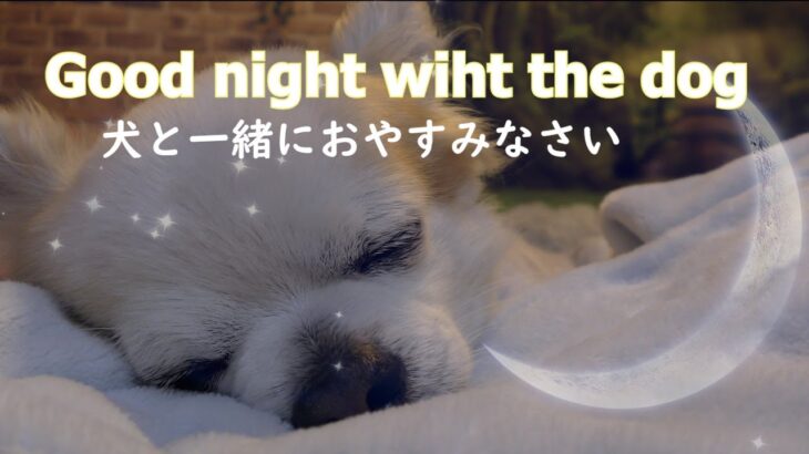 チワワが眠っている癒し動画です。It is a  healing video where Chihuahua is sleeping.　。Please spend a calm time.