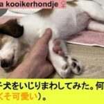 寝ている子犬をいじり倒す動画（くそ可愛い）、何しても起きません。お利口さん。【Japanese a kooikerhondje ♀】