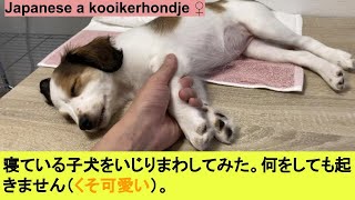 寝ている子犬をいじり倒す動画（くそ可愛い）、何しても起きません。お利口さん。【Japanese a kooikerhondje ♀】