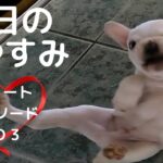 今日のおやすみ　ショートエピソードNO.3(犬猫エピソード)#shorts