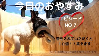 今日のおやすみ　エピソードNO.7(犬猫エピソード)