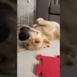 世界一かわいい（？）子犬の寝顔がこちらです【ゴールデンレトリーバー】/The cutest sleeping face (?) in the world #shorts