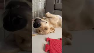 世界一かわいい（？）子犬の寝顔がこちらです【ゴールデンレトリーバー】/The cutest sleeping face (?) in the world #shorts