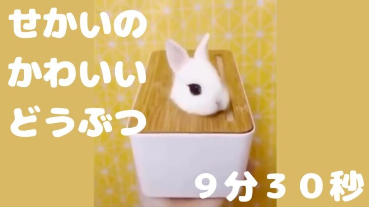 【面白】【動物】【TikTok】かわいい世界の動物【ペット】【犬】【猫】【ハリネズミ】