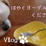 ✾シーズー犬Vlog✾初めてヨーグルトを食べるもぐがかわいい♡