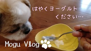 ✾シーズー犬Vlog✾初めてヨーグルトを食べるもぐがかわいい♡