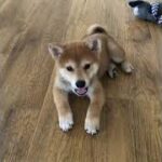 【柴犬子犬】見つめてくる顔が最高に可愛い❤️😍#shorts