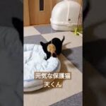 新入り保護猫が元気いっぱい過ぎて先住犬猫グロッキー　#shorts