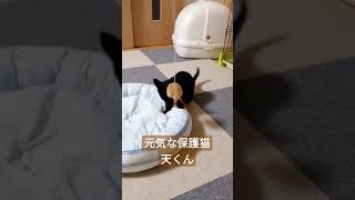 新入り保護猫が元気いっぱい過ぎて先住犬猫グロッキー　#shorts