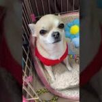 かわいいこうめちゃん🥰#shorts#chihuahuas#チワワ#犬#癒し