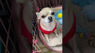 かわいいこうめちゃん🥰#shorts#chihuahuas#チワワ#犬#癒し