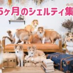 【シェルティ子犬が大集合】生後５ヶ月かわいい子犬の撮影会【わちゃわちゃ】