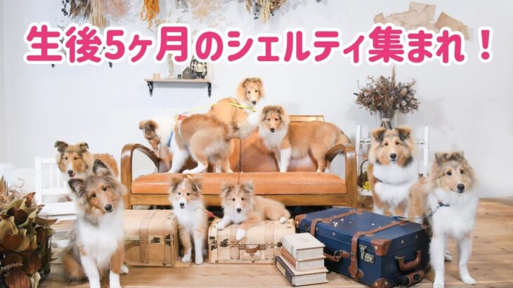 【シェルティ子犬が大集合】生後５ヶ月かわいい子犬の撮影会【わちゃわちゃ】