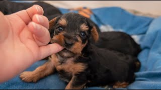 動物 癒し 犬が人をかむ理由