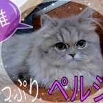 【ペルシャ 】ブルータビー・可愛い☆★癒やしの子犬子猫チャンネル★☆