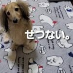 【せつない顔する犬】まゆ毛下がっちゃう。
#ミニチュアダックス#ダックス#癒し犬