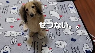 【せつない顔する犬】まゆ毛下がっちゃう。
#ミニチュアダックス#ダックス#癒し犬