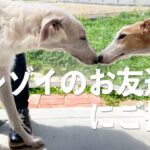 愛犬と同伴できるカフェに行ってきました【大型犬ボルゾイ】