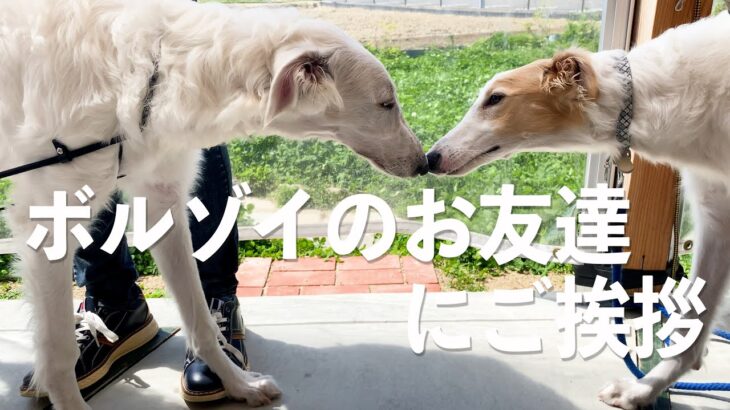 愛犬と同伴できるカフェに行ってきました【大型犬ボルゾイ】