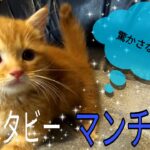 【マンチカン】短足・柄も可愛い☆★癒やしの子犬子猫チャンネル★☆