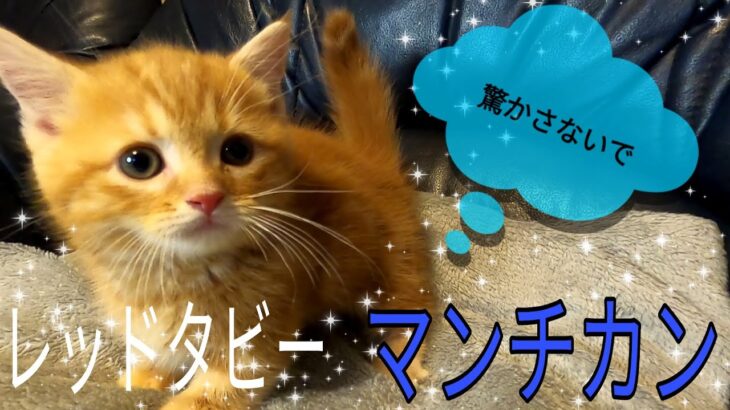 【マンチカン】短足・柄も可愛い☆★癒やしの子犬子猫チャンネル★☆