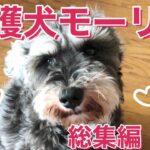 【保護犬】かわいいわんちゃん癒し動画まとめ【ミニチュアシュナウザー】