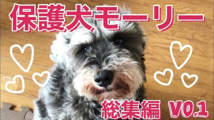 【保護犬】かわいいわんちゃん癒し動画まとめ【ミニチュアシュナウザー】