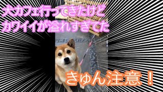 【ドッグカフェ】犬カフェで癒されまくってきた【癒し】