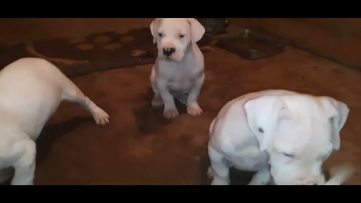 ドゴアルヘンティーノのかわいい子犬をご覧ください 白い犬 犬 子犬動画まとめch