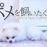 ぴぃぃぃぃーんっとする犬のかわいい日常動画【ポメラニアンのしらたま】