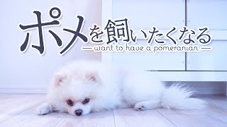 ぴぃぃぃぃーんっとする犬のかわいい日常動画【ポメラニアンのしらたま】