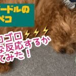 雷リアクション選手権⚡️ トイプードル子犬の反応を撮ってみた！