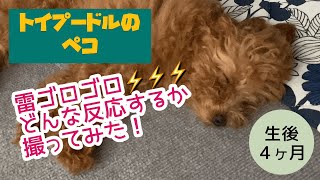 雷リアクション選手権⚡️ トイプードル子犬の反応を撮ってみた！