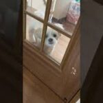 部屋に入れなくて切なげな表情の犬