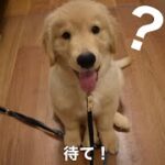 ゴールデンレトリバーの子犬の待てが全然待てなくてかわいい